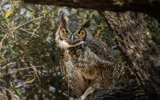 Картинка сова, природа, животные, лес, птицы, фотография, дикая природа