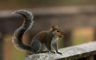 Картинка белка, животные, природа, лес, дикие животные, фотография, пейзаж