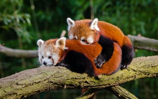 Картинка панды, животные, природа, лес, медвежонок, объятия, дерево