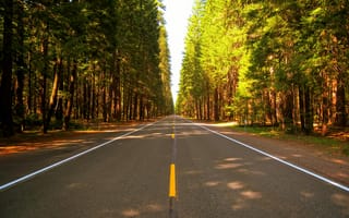 Картинка дорога, лес, природа, пейзаж, зелень, путешествие, освещение