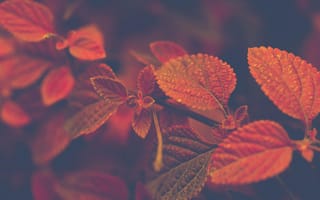 Картинка листья, осень, природа, красный, вода, фото, обои
