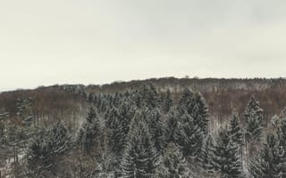 Картинка лес, зима, деревья, природа, пейзаж, снег, холмы