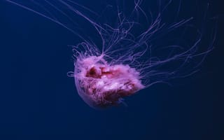 Картинка медуза, океан, глубина, животное, природа, красота, синий