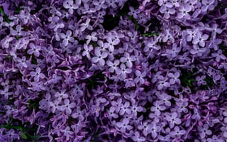 Картинка цветы, сирень, природа, фиолетовый, красота, растения, фото