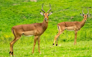 Картинка антилопы, природа, животные, зеленый, пейзаж, фото, дикие