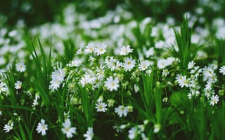 Картинка цветы, природа, зелень, лето, пейзаж, белые цветы, трава