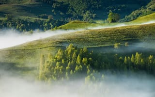 Картинка природа, пейзаж, горы, туман, лес, зелень, утро