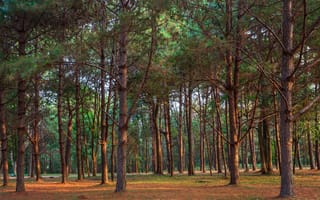 Картинка лес, деревья, природа, пейзаж, освещение, отдых, тишина