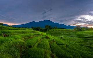 Картинка пейзаж, горы, рисовые поля, природа, закат, зелень, небо