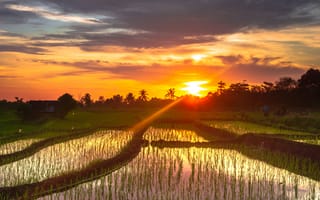 Картинка закат, рисовые поля, природа, пейзаж, водоем, тропики, солнце