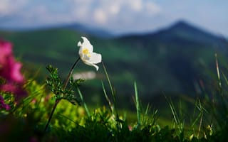 Картинка цветы, природа, пейзаж, горы, лето, зелень, красота