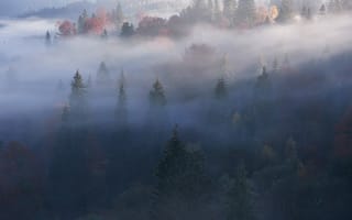 Картинка лес, туман, осень, природа, деревья, пейзаж, мгла