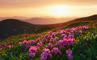 Картинка закат, цветы, природа, пейзаж, горы, лето, красота