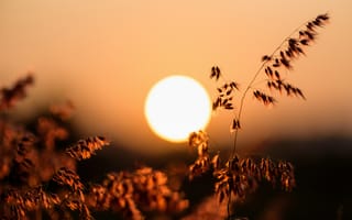 Картинка закат, природа, солнце, трава, пейзаж, освещение, лето