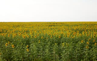 Картинка подсолнухи, поля, лето, природа, цветы, солнце, ландшафт