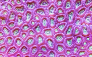 Картинка кораллы, океан, природа, морская жизнь, цвет, текстура, глубина