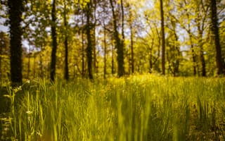 Картинка лес, природа, зелень, травы, солнце, освещение, пейзаж