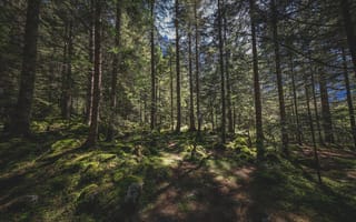 Картинка лес, природа, деревья, мох, тень, пейзаж, освещение