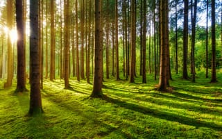 Картинка лес, деревья, природа, свет, тень, мох, освещение, зеленый, пейзаж, спокойствие