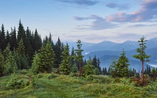 Картинка природа, горы, лес, пейзаж, утро, зелень, небо