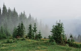 Картинка лес, природа, туман, деревья, пейзаж, горы, зелень
