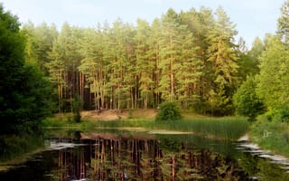 Картинка лес, озеро, природа, отражение, пейзаж, деревья, спокойствие