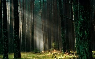 Картинка лес, природа, свет, деревья, тень, пейзаж, мир
