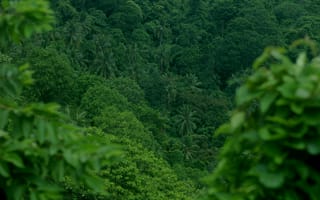 Картинка лес, природа, зелень, деревья, пейзаж, тропики, фотообои