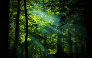 Картинка лес, природа, свет, деревья, зеленый, пейзаж, освещение
