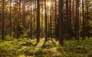 Картинка лес, природа, деревья, солнце, освещение, пейзаж, зелень