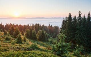 Картинка лес, закат, природа, горы, туман, пейзаж, деревья, солнце, зелень, красота