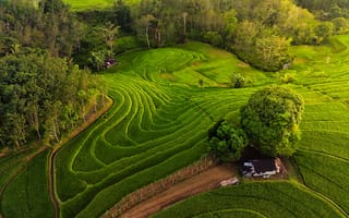 Картинка пейзаж, рисовые поля, природа, зелень, горы, деревья, сельская местность