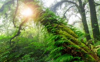 Картинка лес, природа, деревья, мох, свет, фото, пейзаж