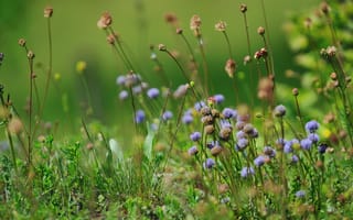 Картинка цветы, трава, природа, лето, пейзаж, зелень, красота