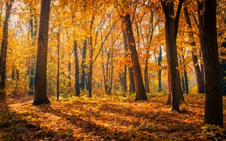 Картинка осень, лес, деревья, листья, природа, пейзаж, свет