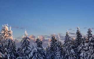 Картинка зима, снег, деревья, пейзаж, небо, природа, холод