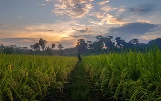 Картинка пейзаж, рисовые поля, закат, природа, фермер, зелень, небо