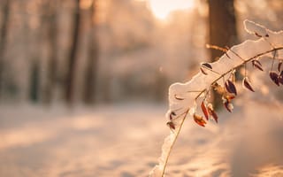 Картинка зима, снег, лес, природа, ветка, свет, пейзаж, мягкий, красота, фотография