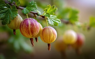 Картинка ягоды, крыжовник, фрукты, природа, зелень, лето, растения