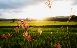 Картинка природа, пейзаж, цветы, закат, поля, зелень, лето