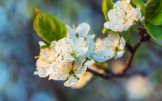 Картинка цветы, природа, весна, белый, дерево, лепестки, зелень