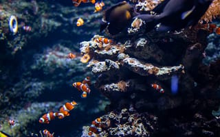 Картинка рыбы, аквариум, кораллы, подводный мир, океан, цветные, морская жизнь