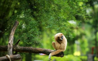 Картинка обезьяна, природа, дерево, зелень, животные, лес, отдых