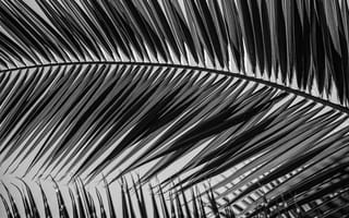 Картинка листья, пальма, черно-белый, природа, текстура, растение, фоновое изображение