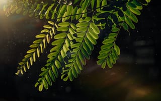 Картинка листья, природа, зелень, освещение, фотография, фон, растения