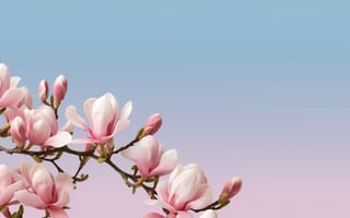 Картинка цветы, магнолия, природа, фоновое изображение, розовый, небо, весна