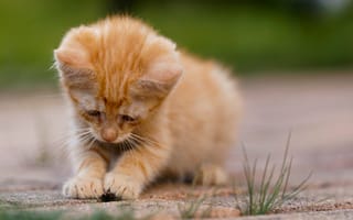 Картинка котенок, животные, питомцы, природа, игра, мягкий, оранжевый