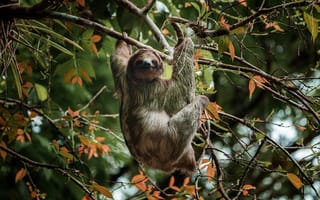 Картинка ленивец, дерево, природа, животные, зелень, тропики, фотография