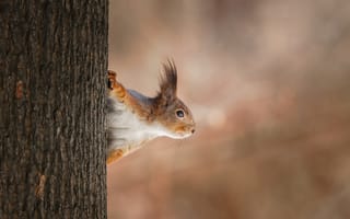 Картинка белка, дерево, природа, животные, лес, дикая природа, фото