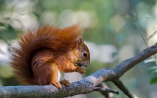 Картинка белка, природа, животные, лес, дерево, фото, обои